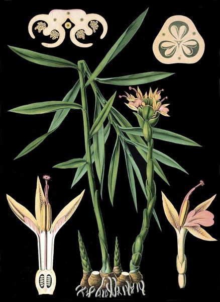 German Educational Plate: Zingiber officinale Roscoe