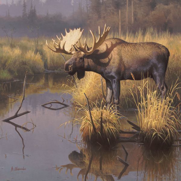 Bull Moose