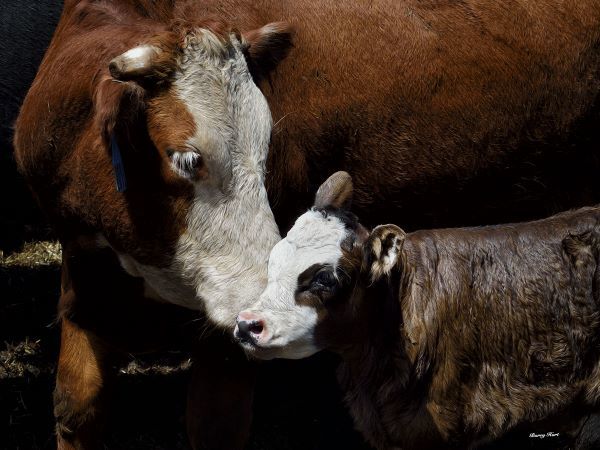 A Motherâ€™s Love