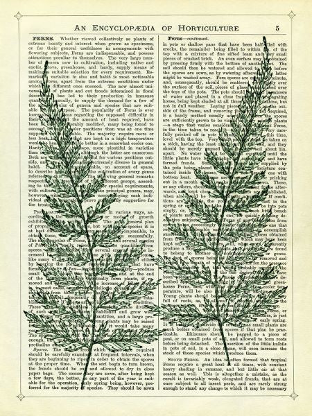 Fern