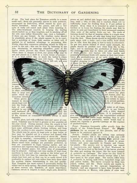 Blue Butterfly