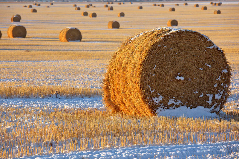 Straw Bales, November Snow, Western Montana